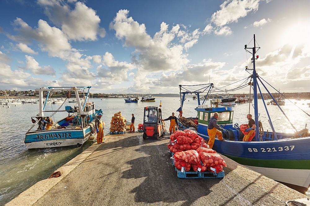 Le débarquement des coquilles Saint-Jacques à Erquy en Bretagne